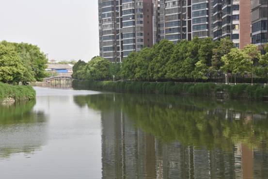 天鹅湖整治后 (3)