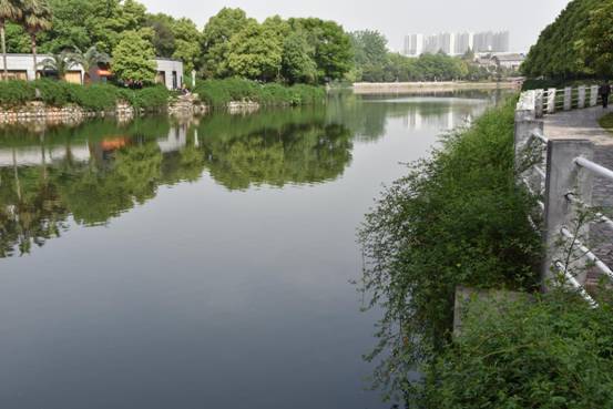天鹅湖整治后 (1)